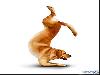 Yoga Dogs for 2010